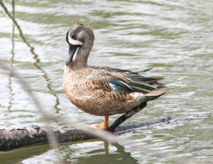 blue-winged teal duck